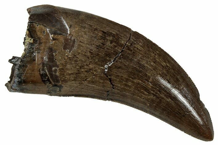 Serrated, Tyrannosaur (Nanotyrannus) Tooth - Montana #350368